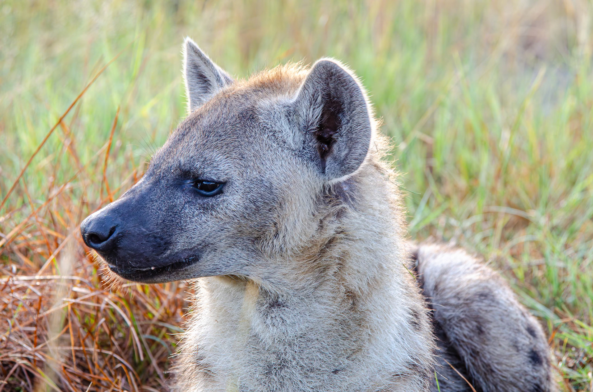 Hyena