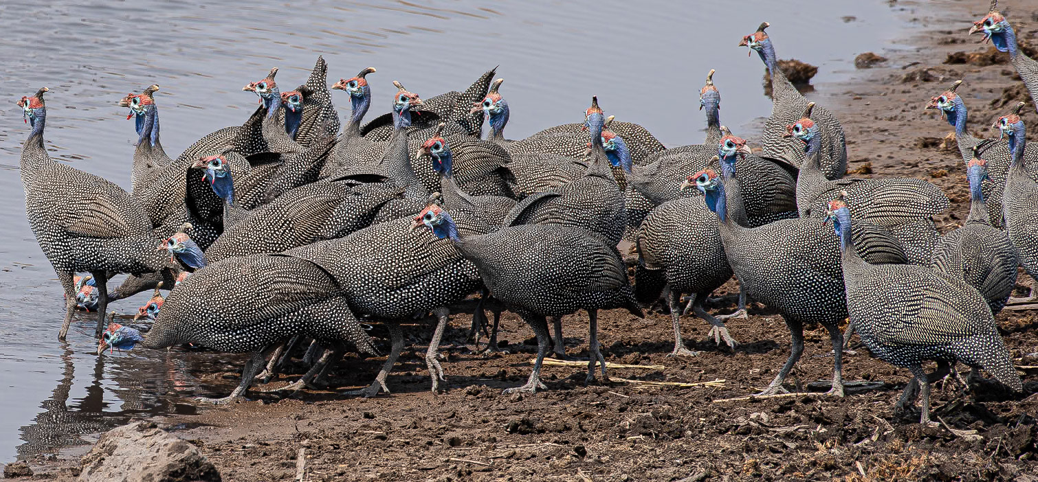 Helmeted Guineafowl