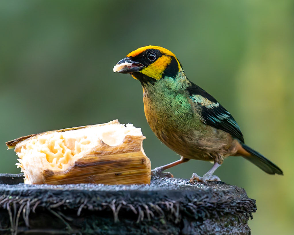Flame-faced Tanager