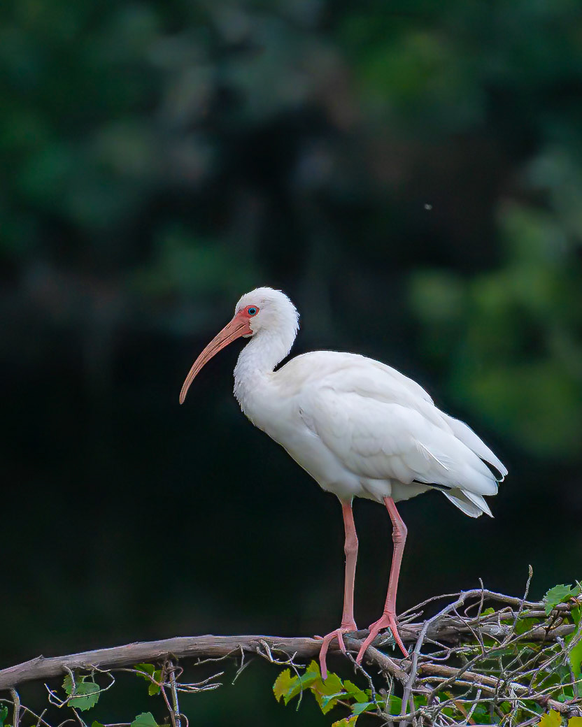 White Ibis