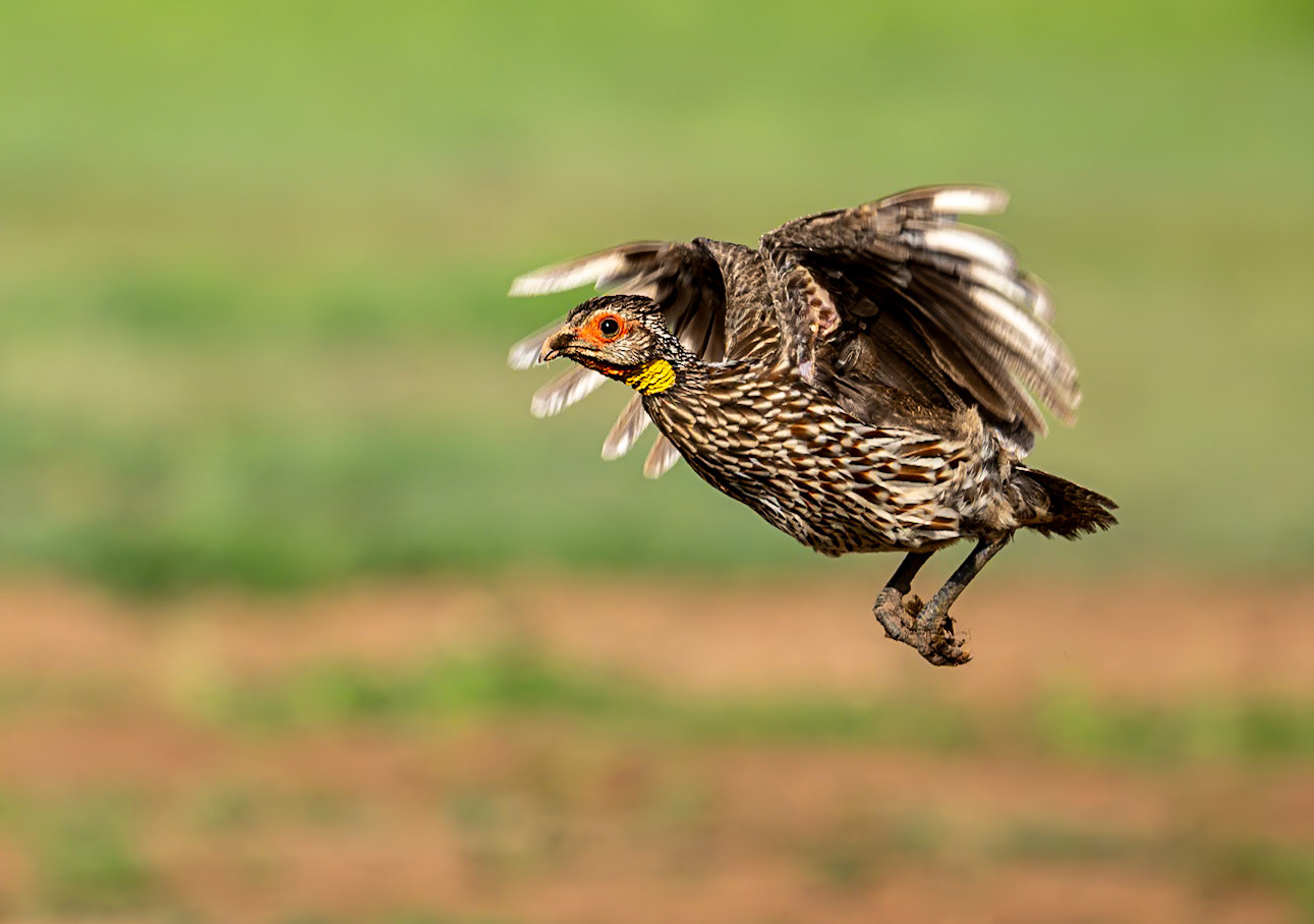 Yellow-necked Surfowl in Flight