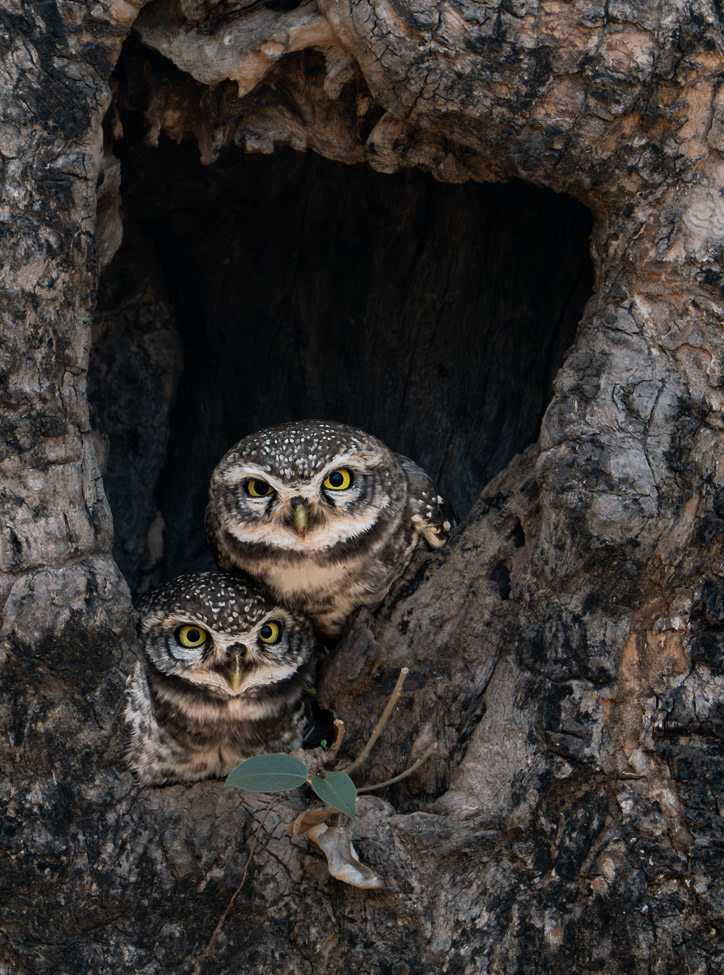 Spotted Owlet at home