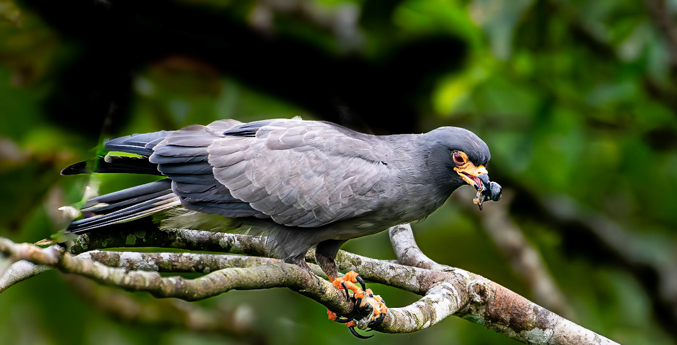 Snail Kite With Snail