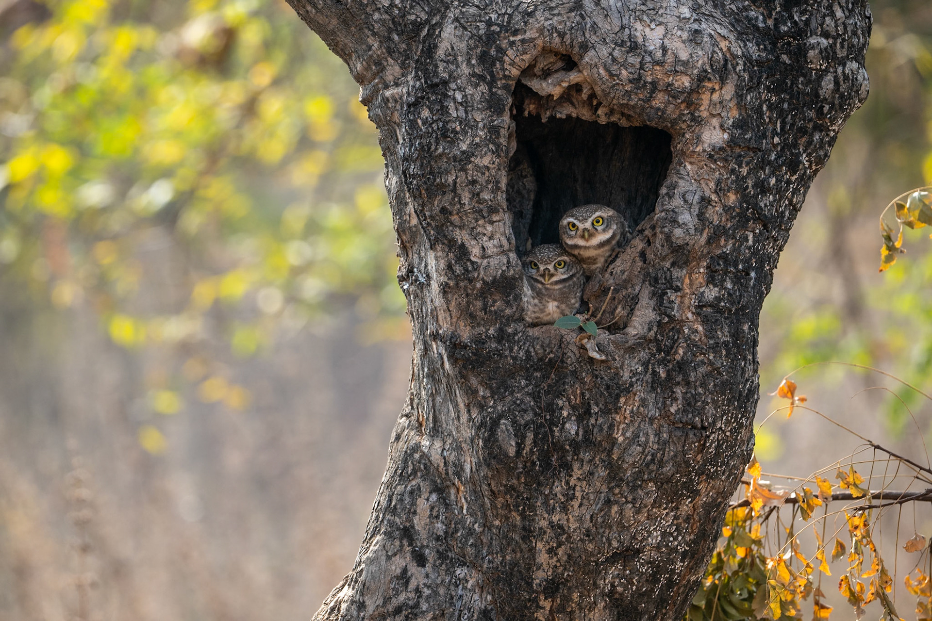 Spotted Owlet at home
