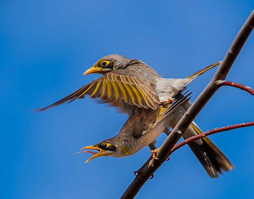 Yellow-throted Miner