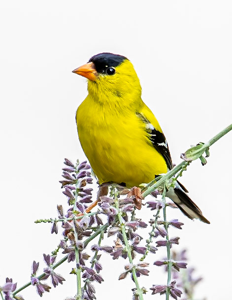 American Goldfinch