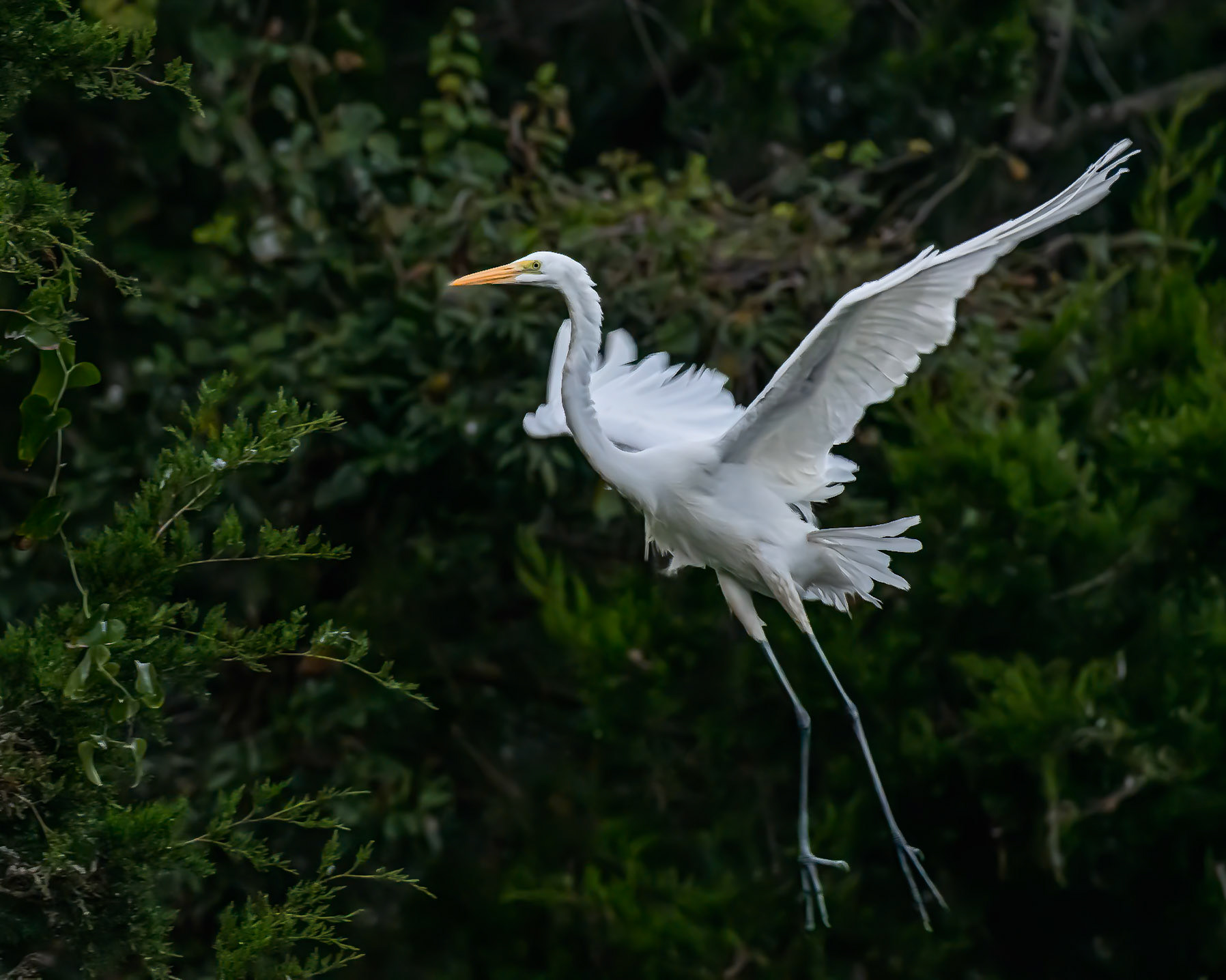 Great Egret