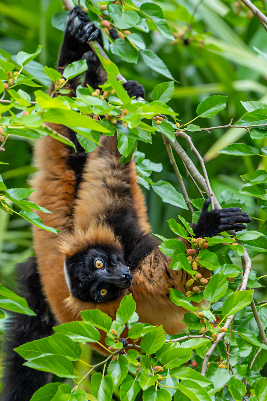 Red Ruffed Lemur Hanging in