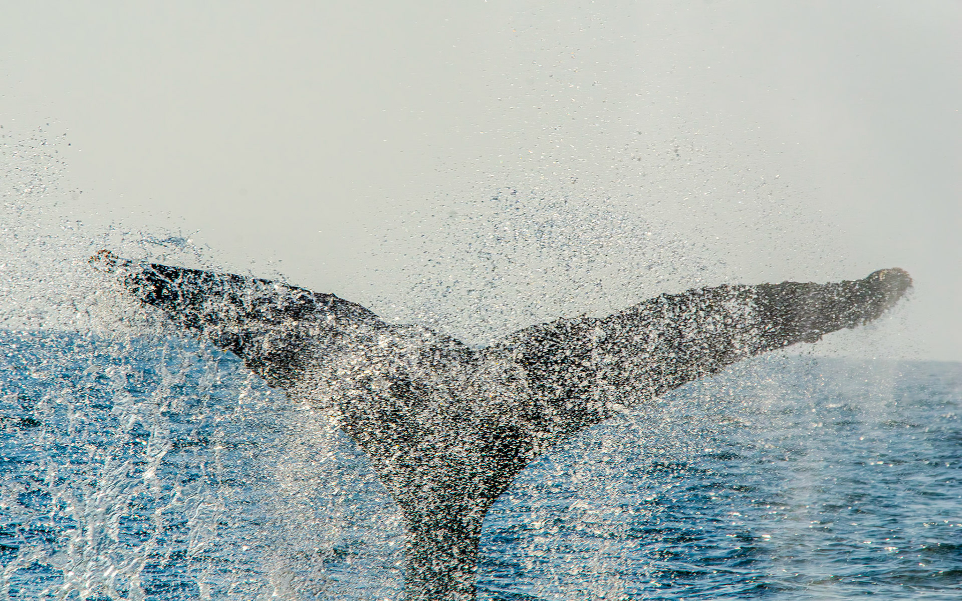 Whale of Splash