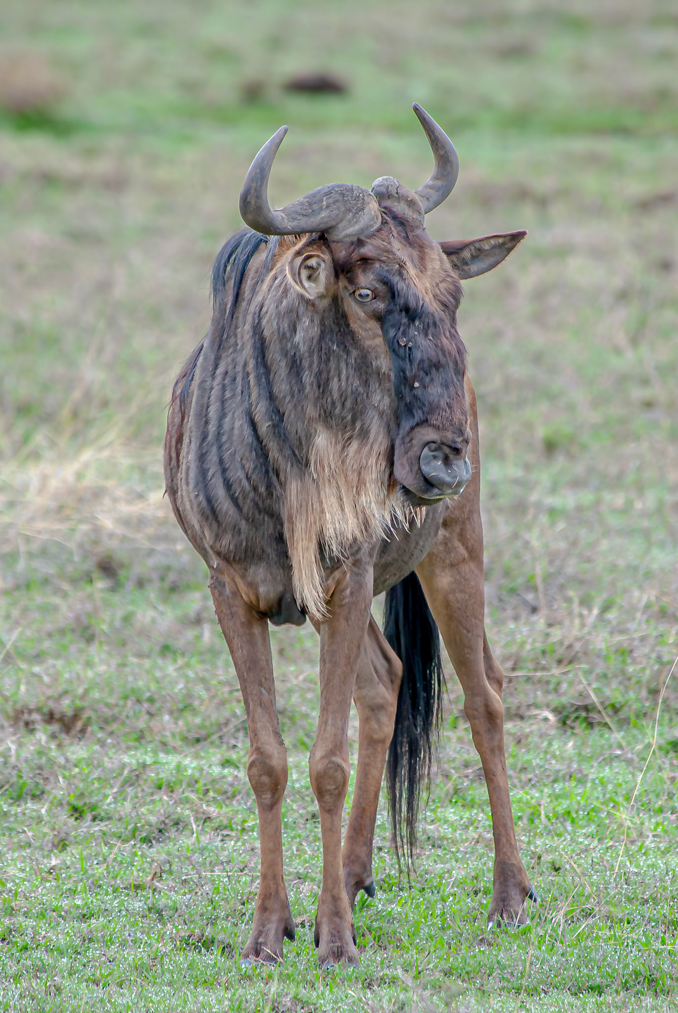 Gnu or Wildebeest, Tanzania