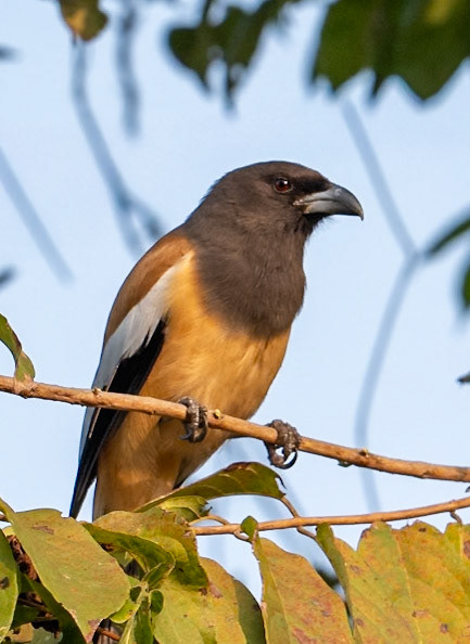 Rufous Treepie