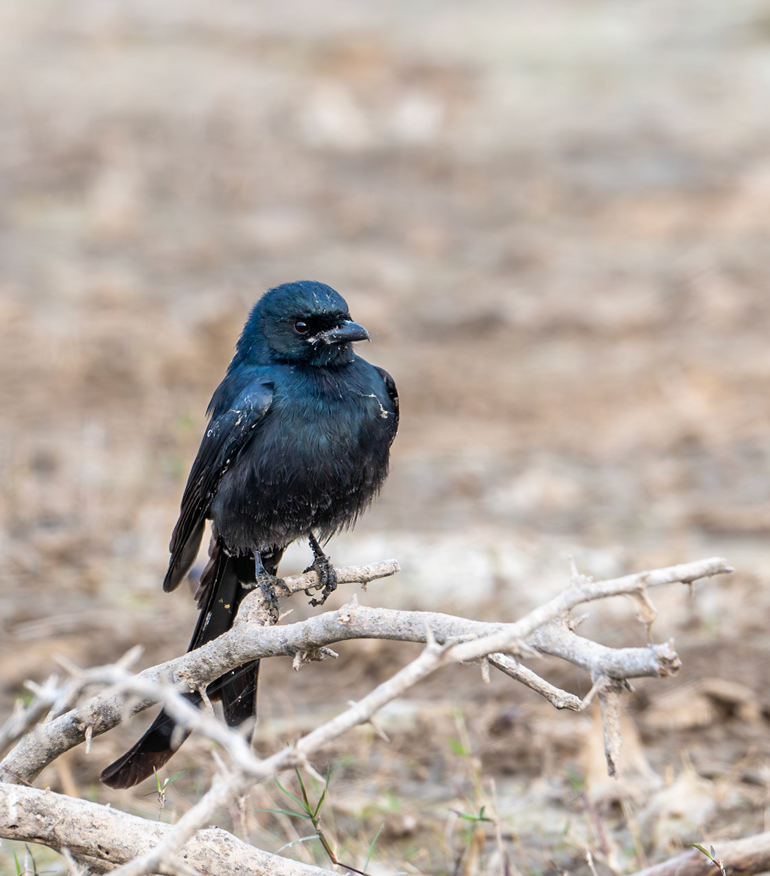 Black Drongo