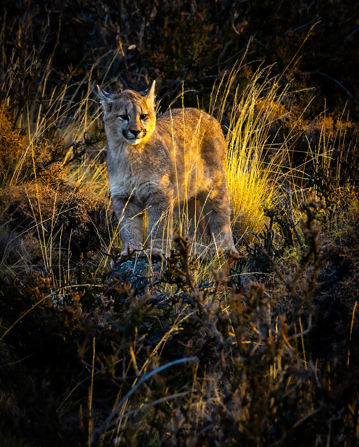 Puma Cub