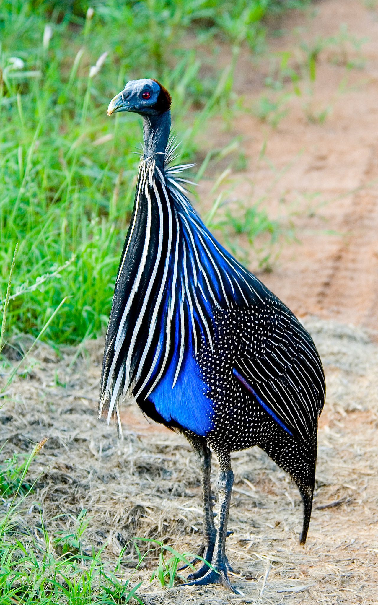 Vulturine Guineafowl