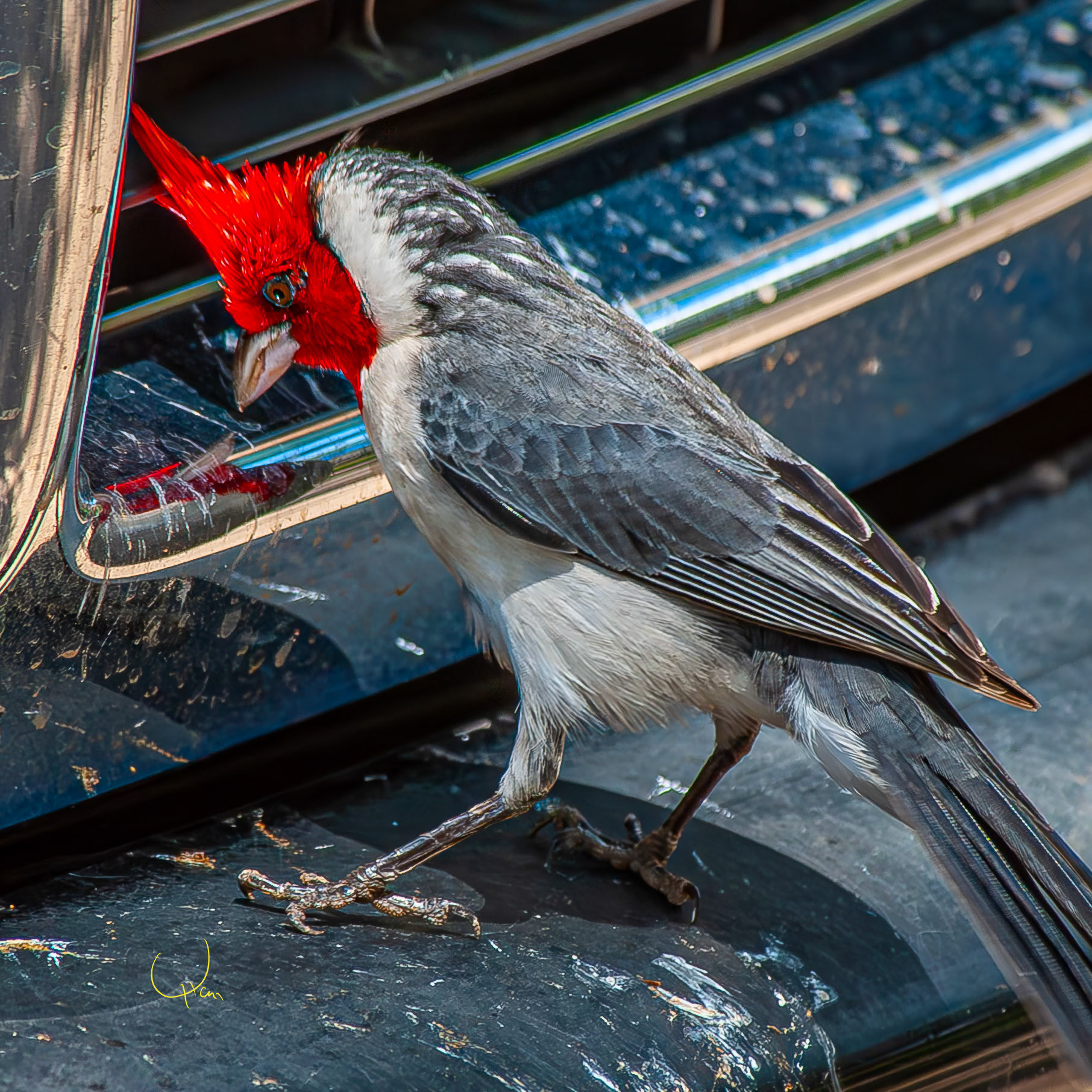 Red-crested Cardinal