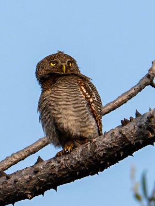 ungle Owlet