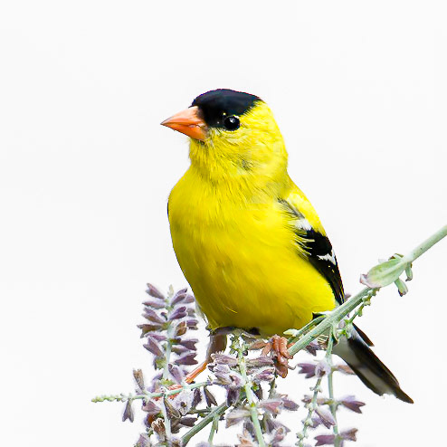 American Goldfinch on R