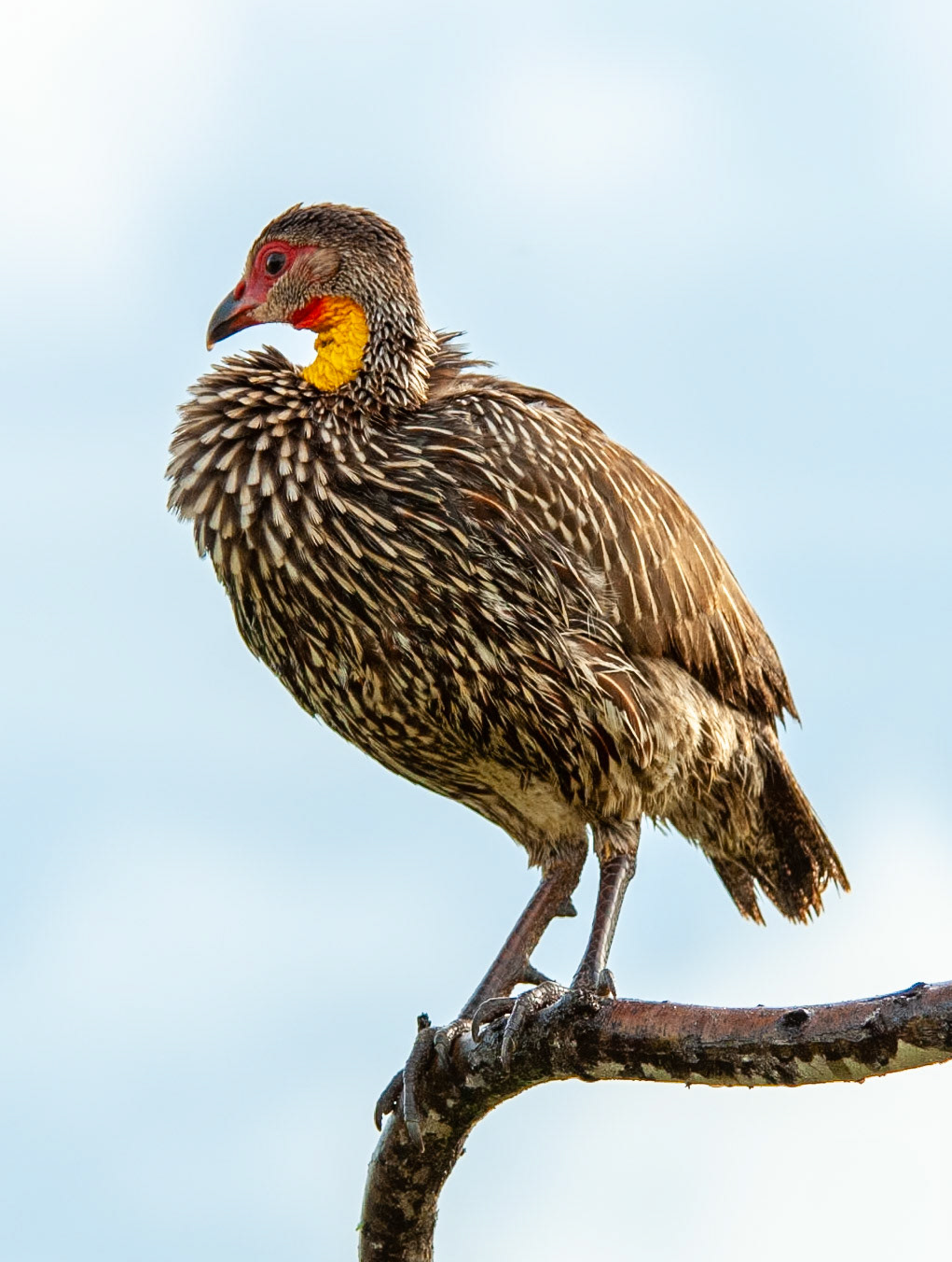 Yellow-necked Suurfowl