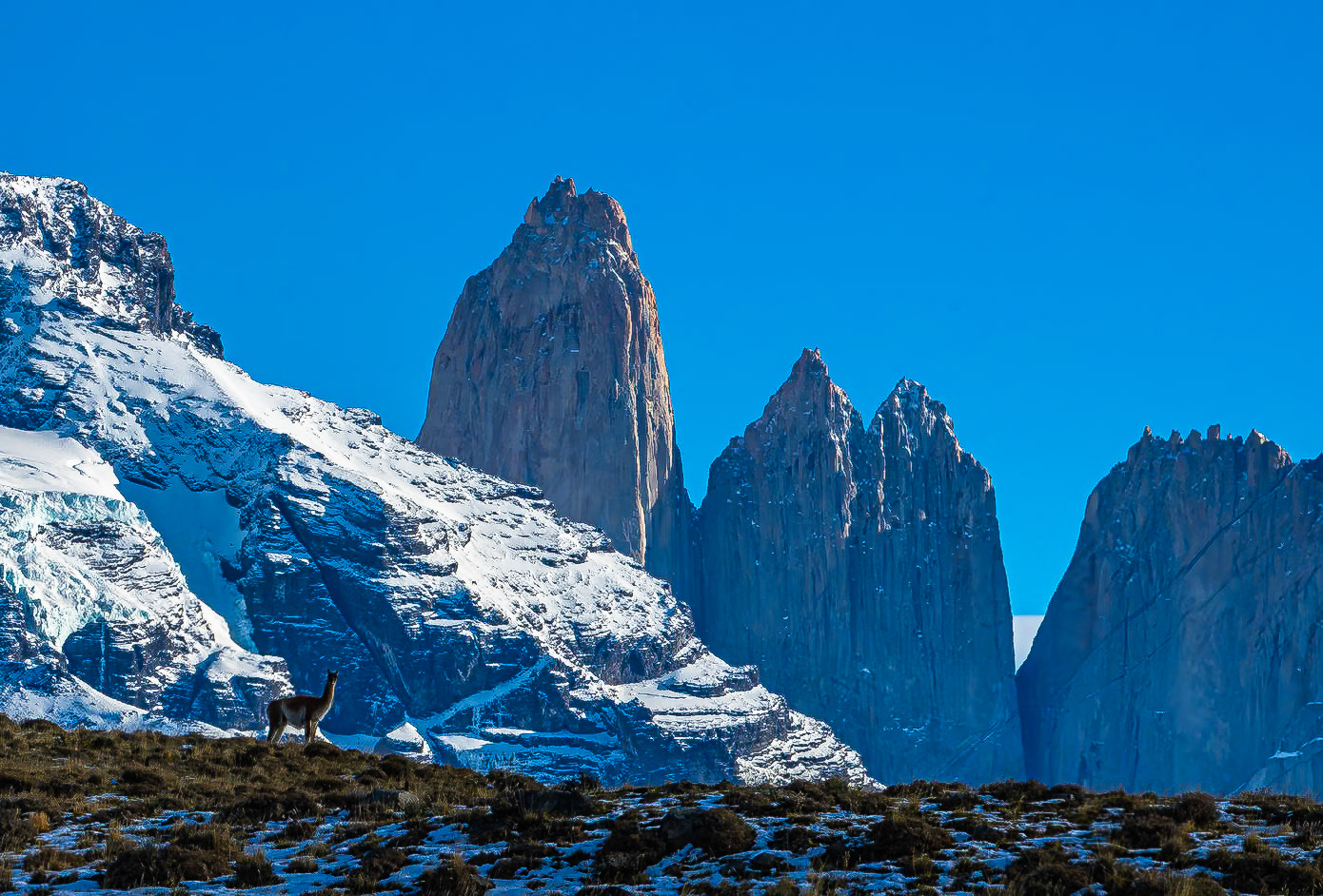 Three towers and Guanaco