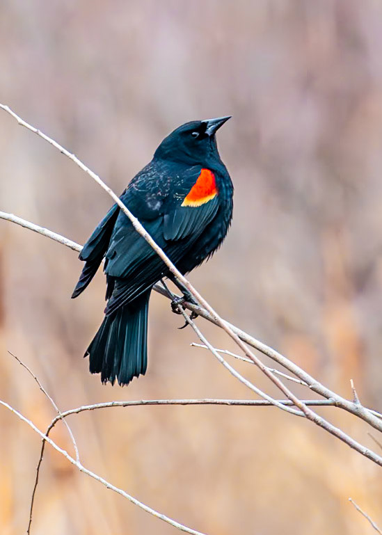 Red-winged Blackbird
