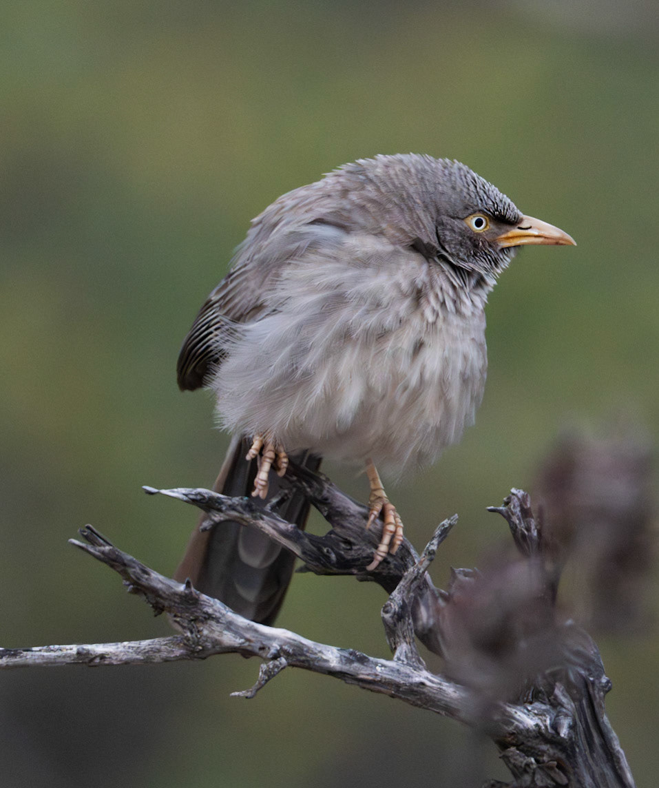 JungleBabbler