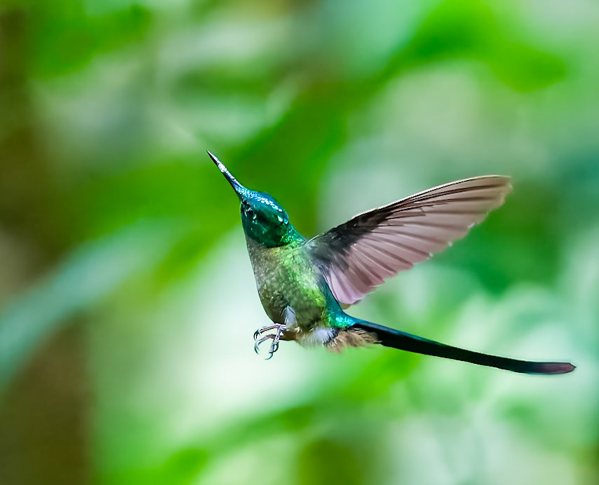 Long-tailed Sylph