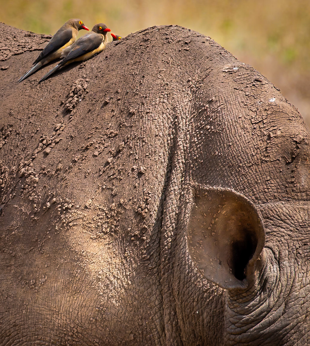 I think he is Listening