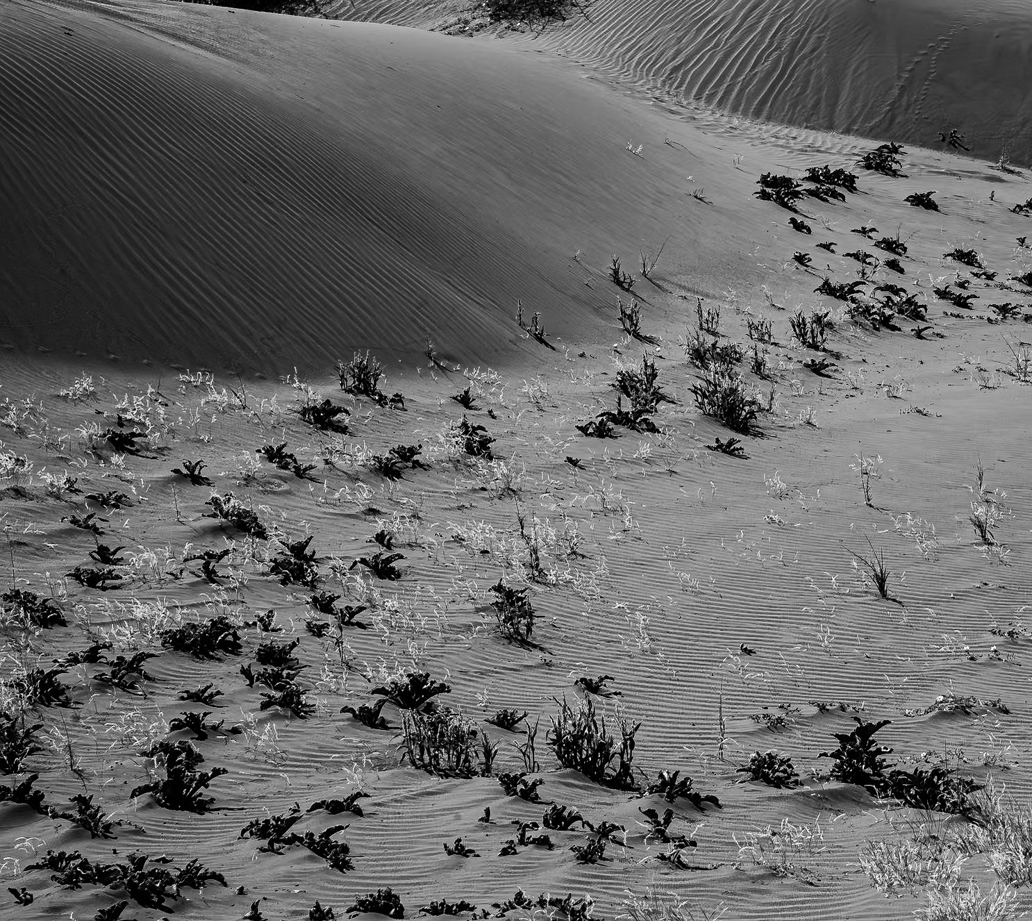 Sand Dunes