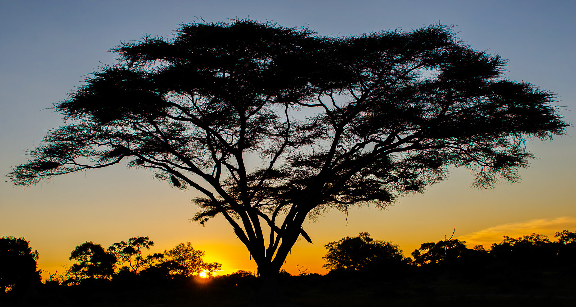 Acacia at Sunset