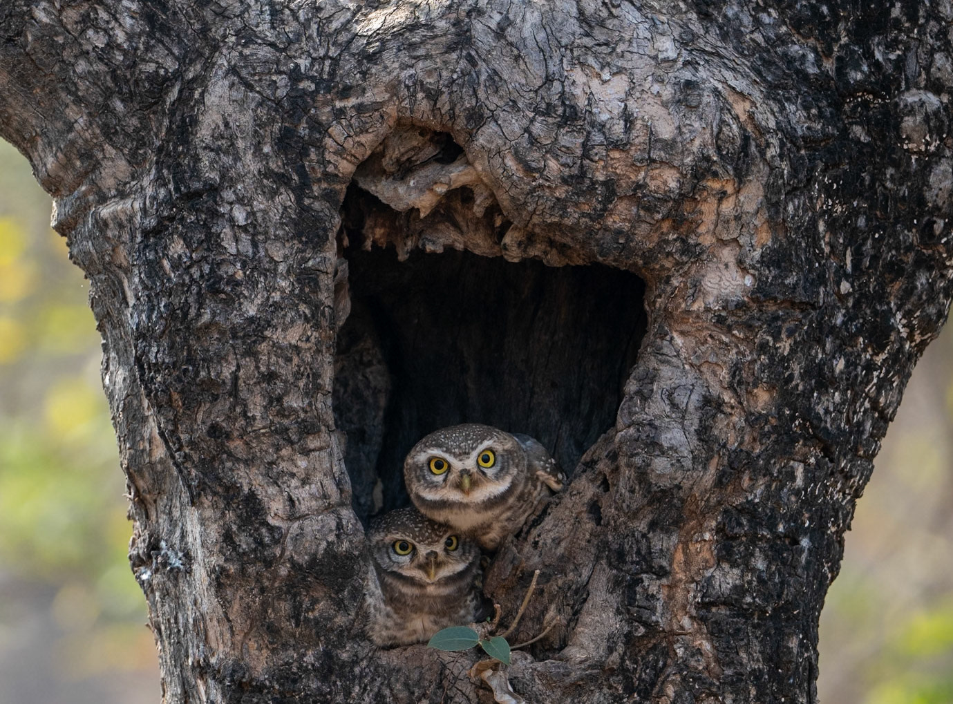 Spotted Owlets
