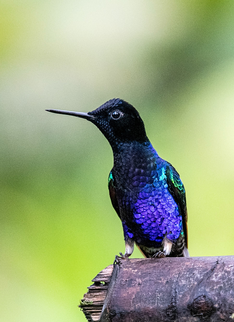 Fork-tailed Woodnymph