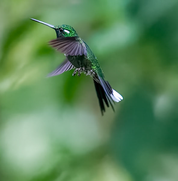 Sword-billed Hummingbird