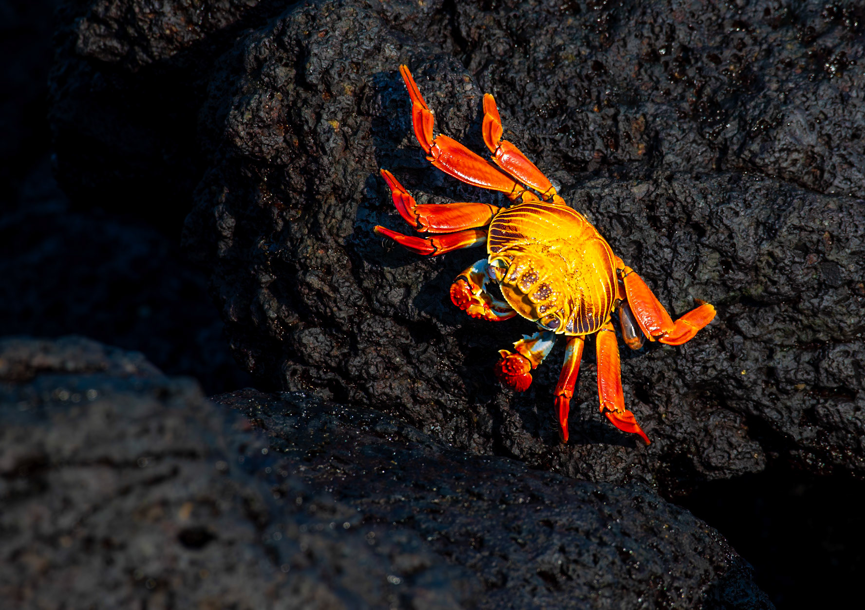 Sally Lightfoot Crab