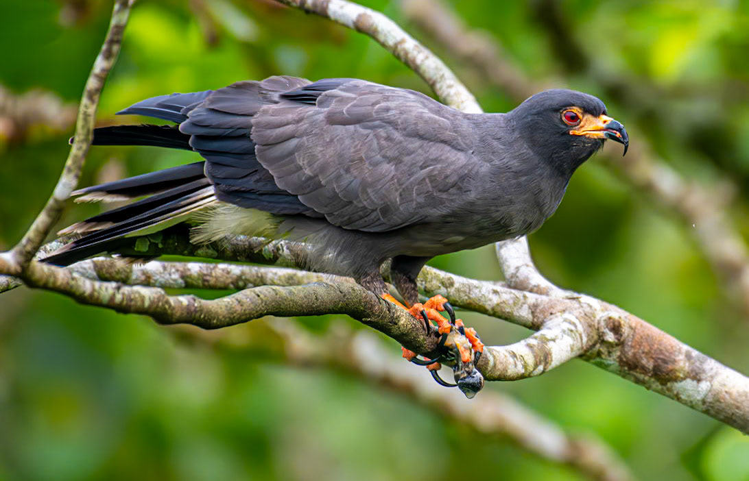 Snail Kite with Snail