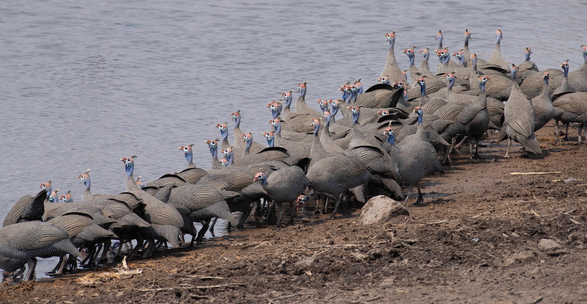 Helmeted Guineafowl