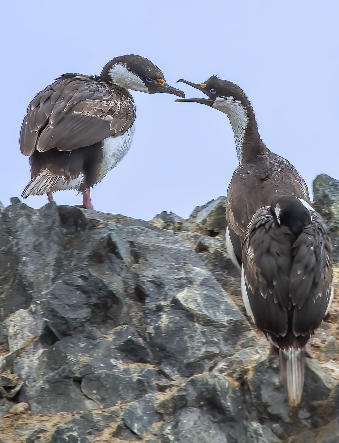 Breakfast on the Rocks