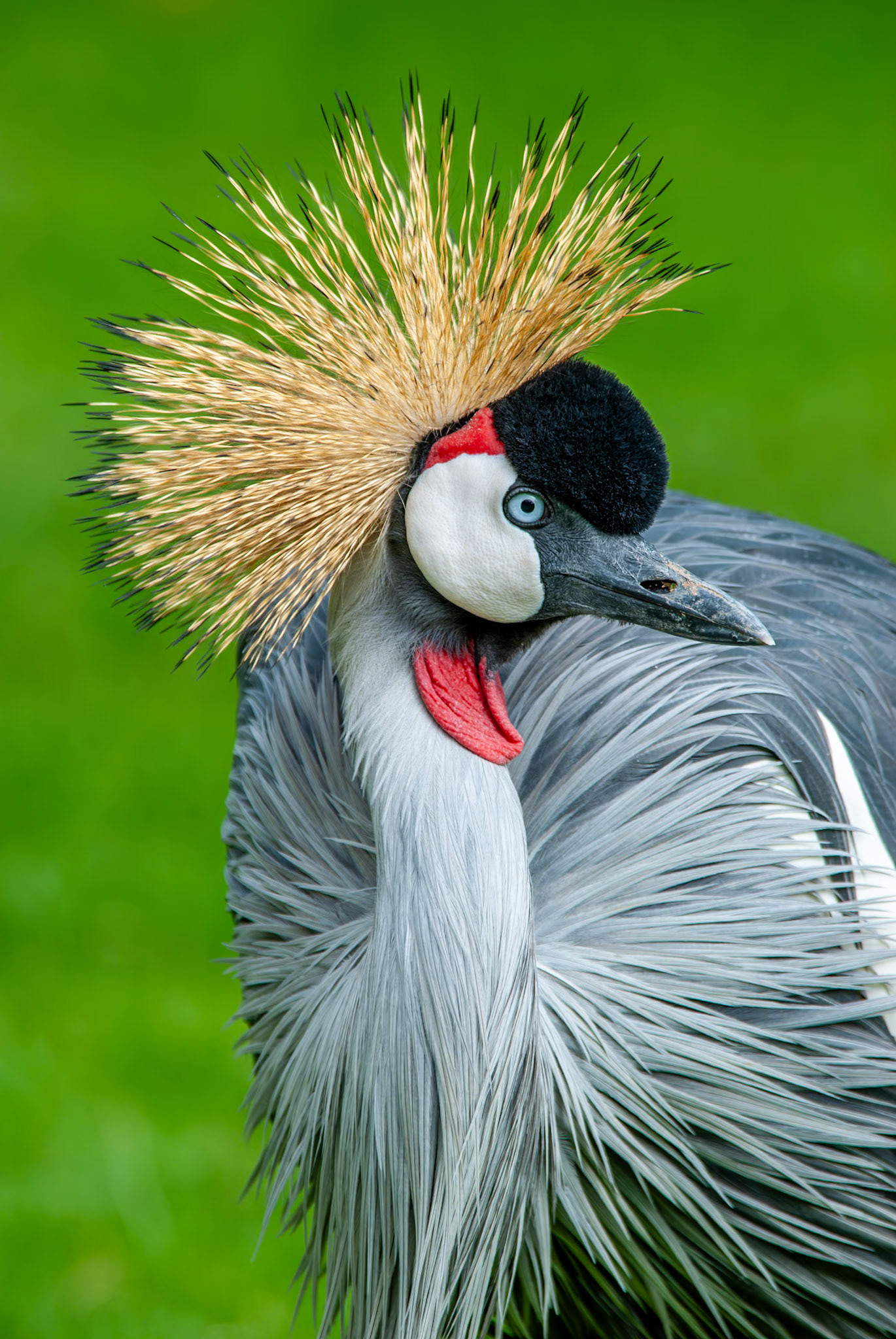 Gray Crowned-Crane