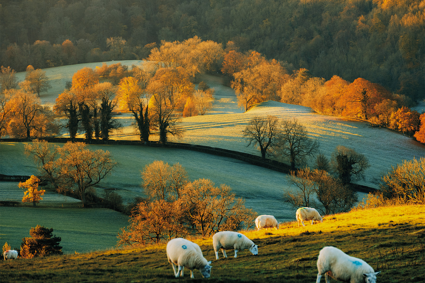 Ilam Park Autumn frost