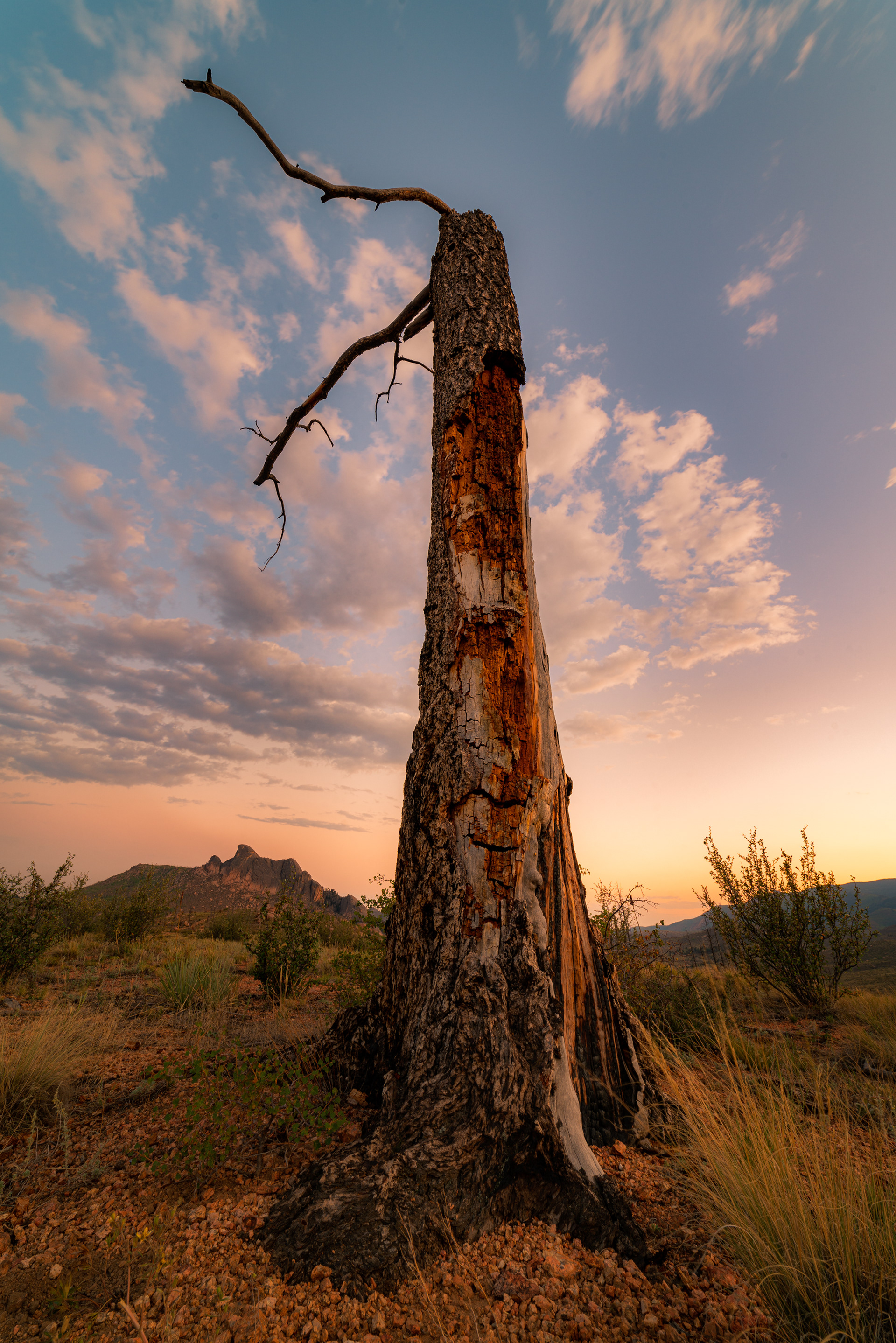 Pike National Forest