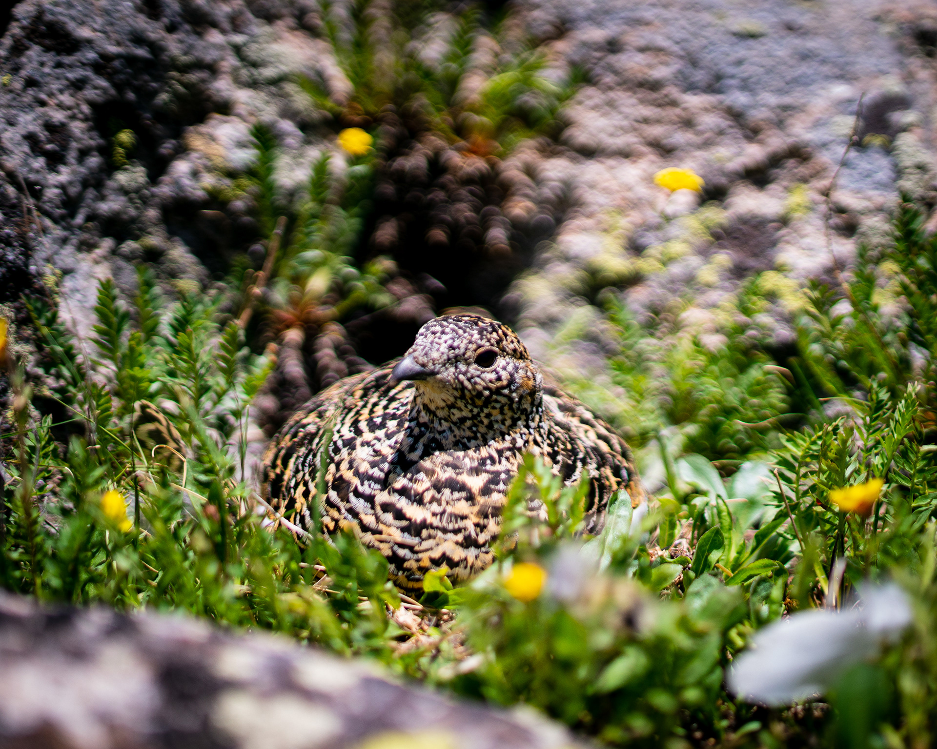 Ptarmigan