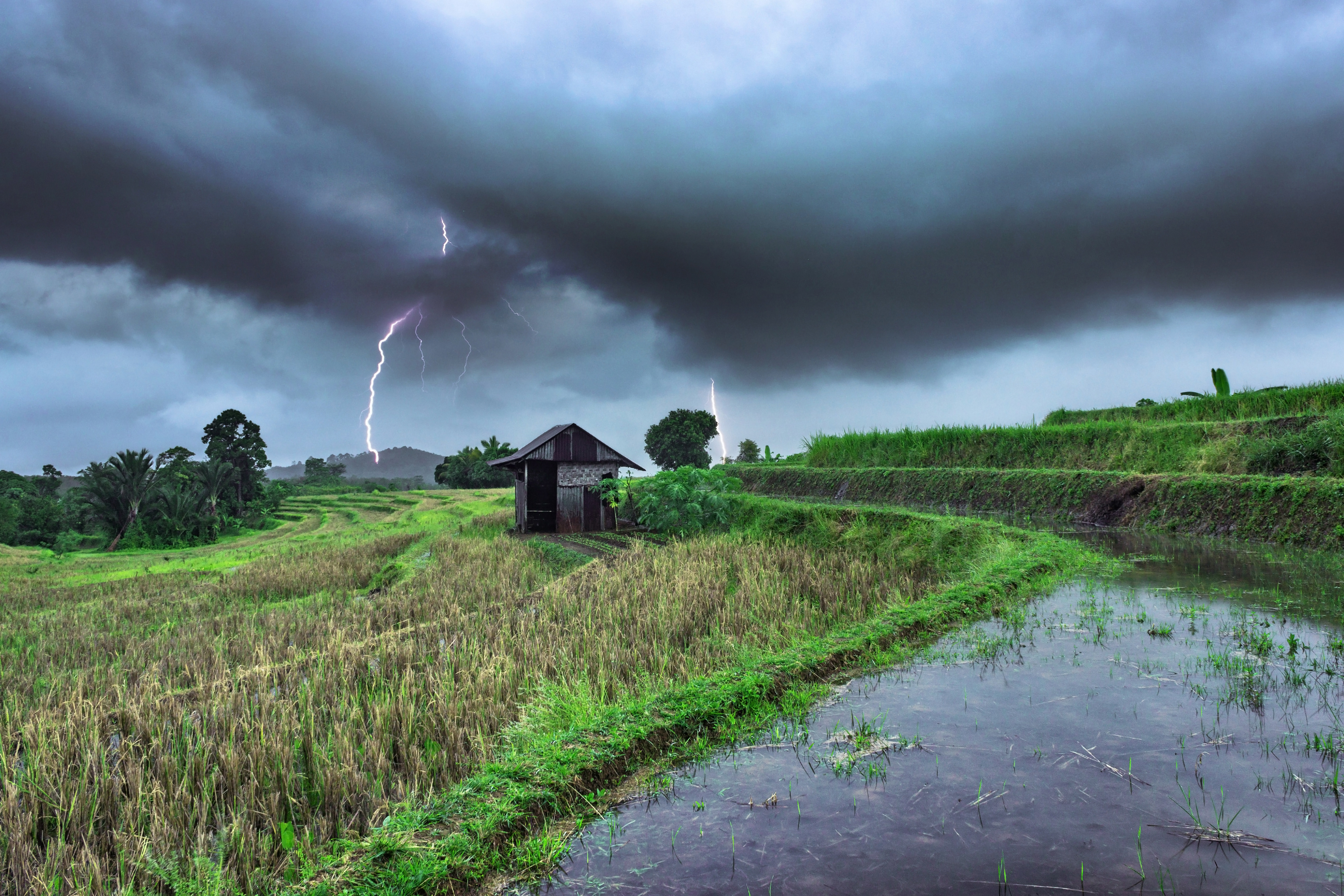 The view of the flash of dark evening light over the rice fields of kemumu The scene of a flash of light in the afternoon