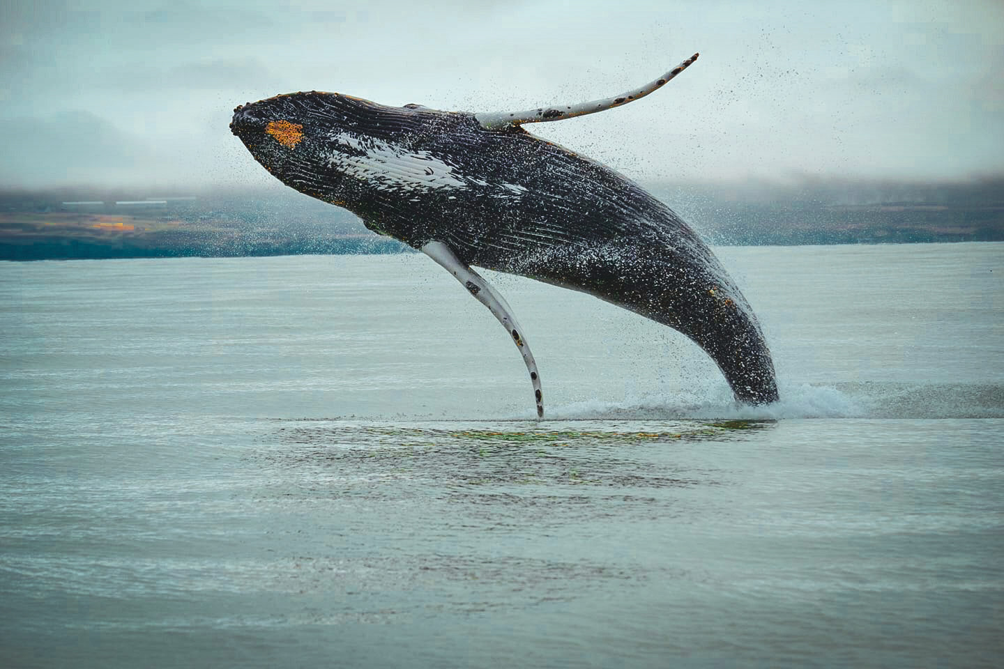 Großer Buckelwal in der Totale, der aus dem Meer springt. Das Bild wurde in Husavik, Island erstellt.