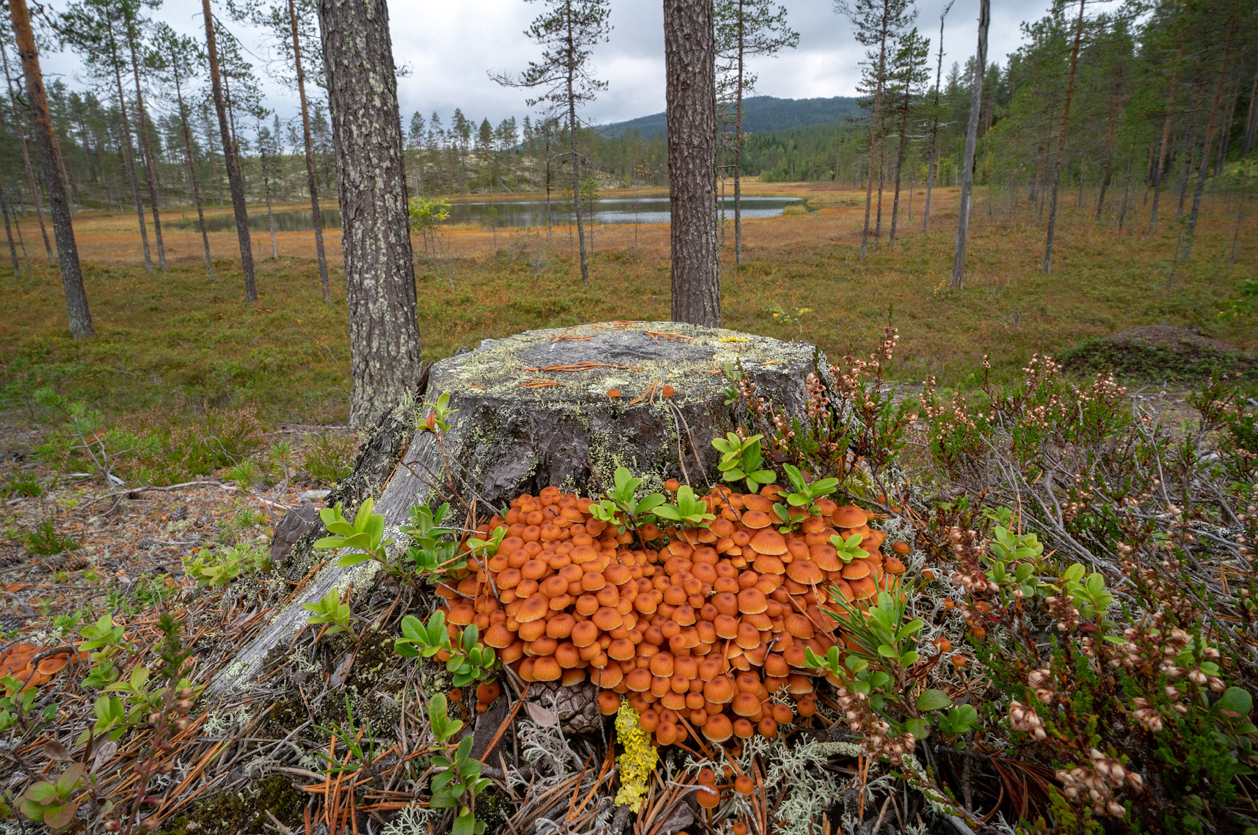 STUBBROSTNAVLING - Xeromphalina campanella.