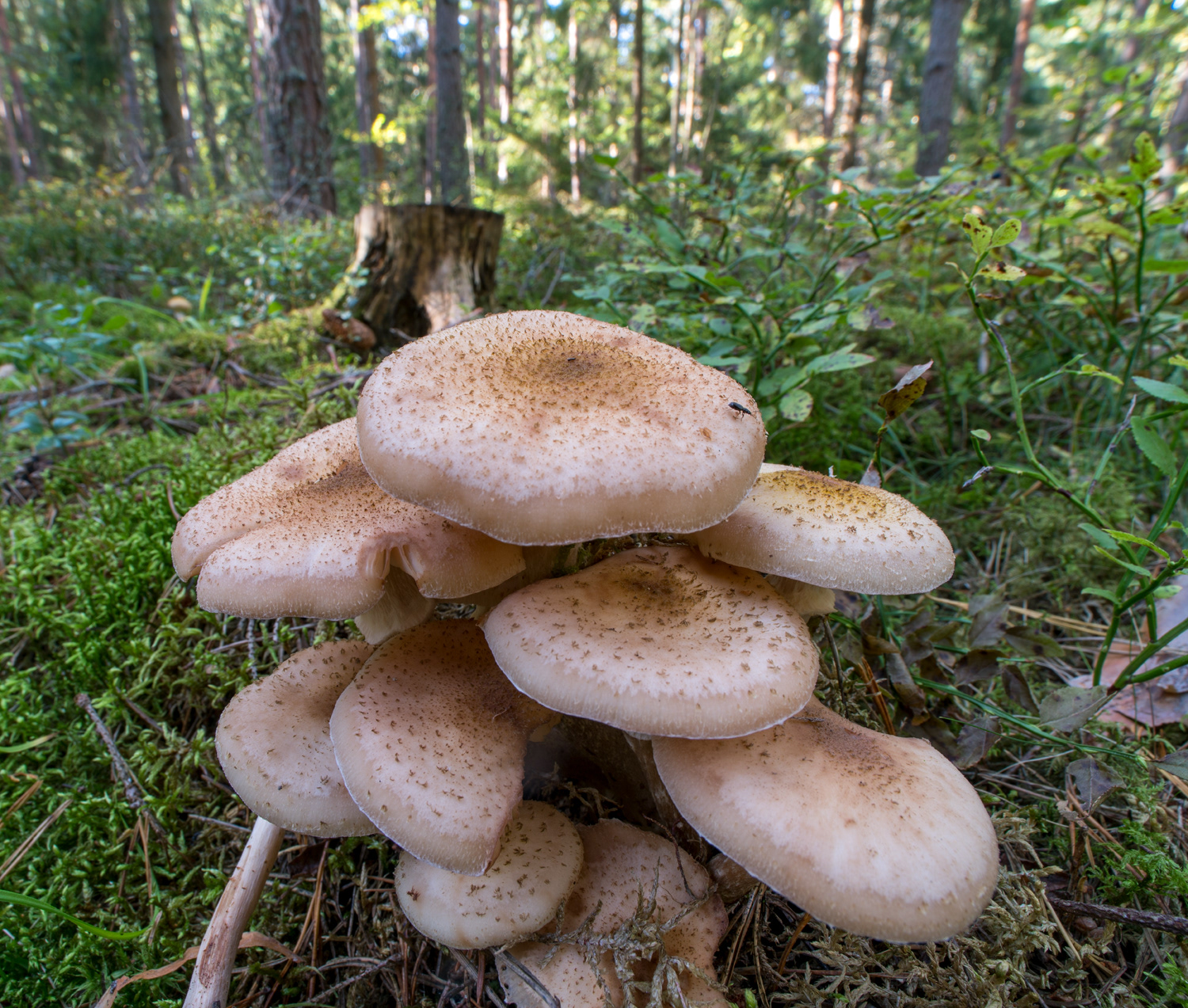 VANLIG HONUNGSSKIVLING – Armillaria borealis.