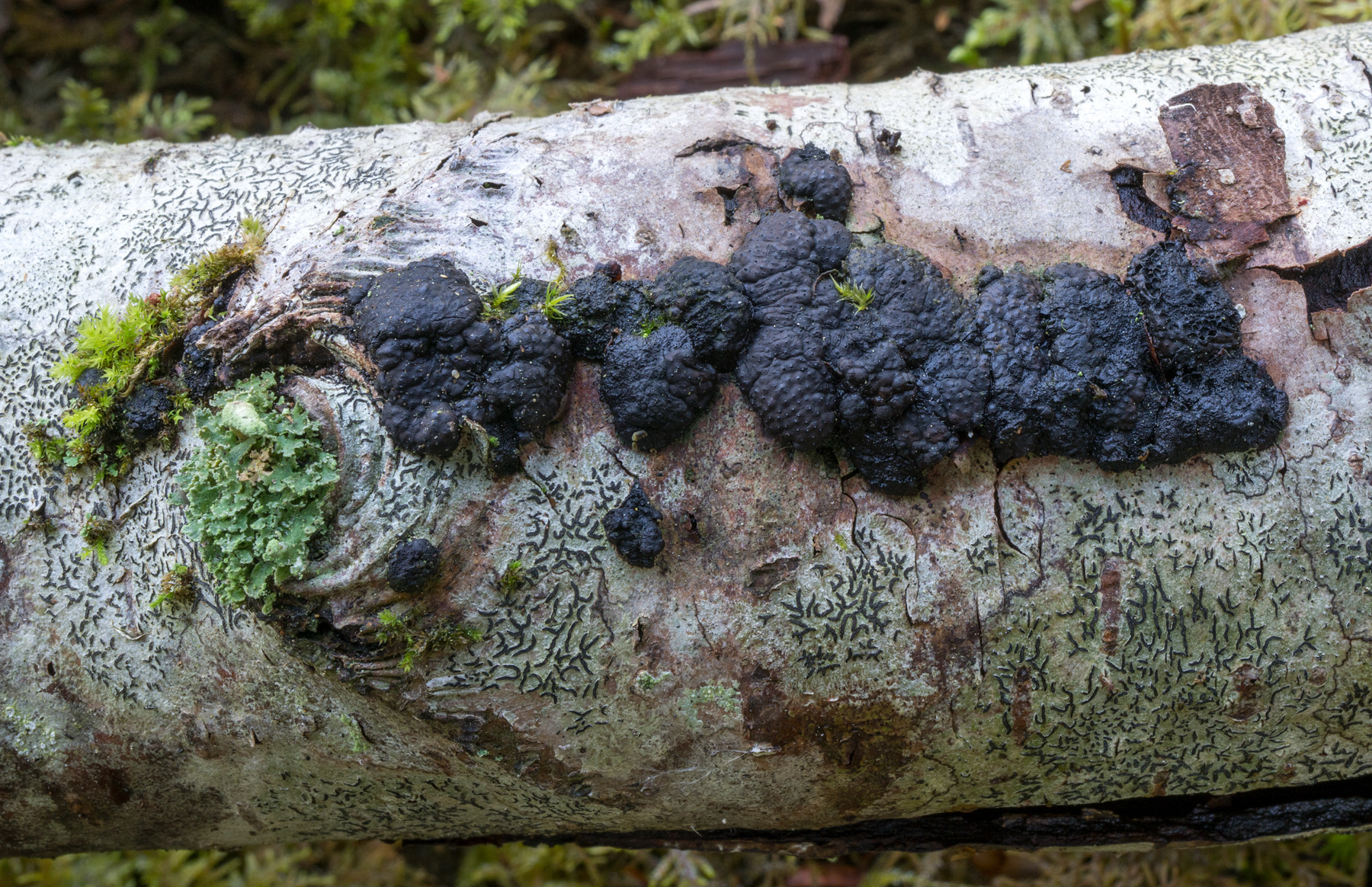 BJÖRKDYNA - Jackrogersella multiformis.