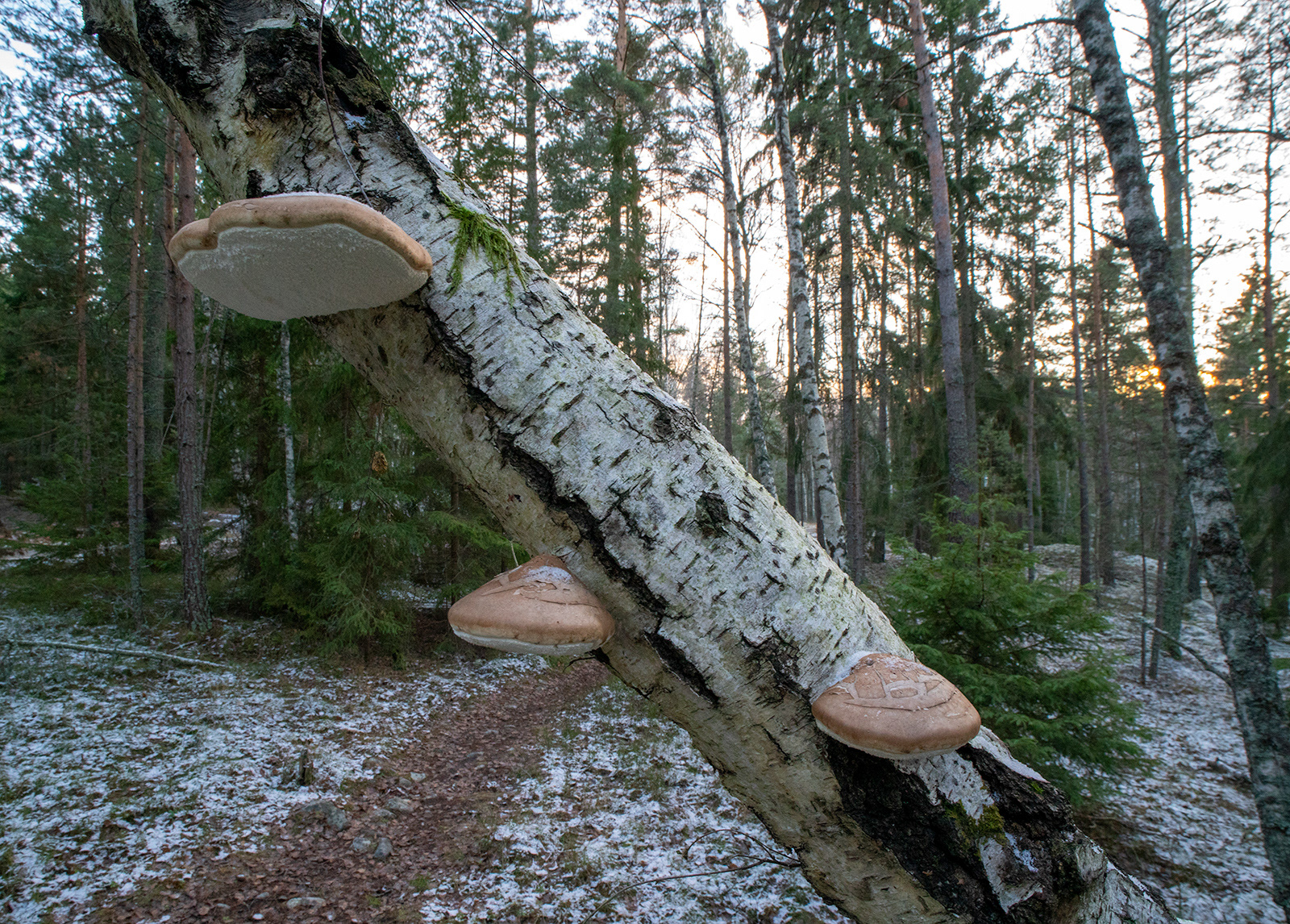 BJÖRKTICKA