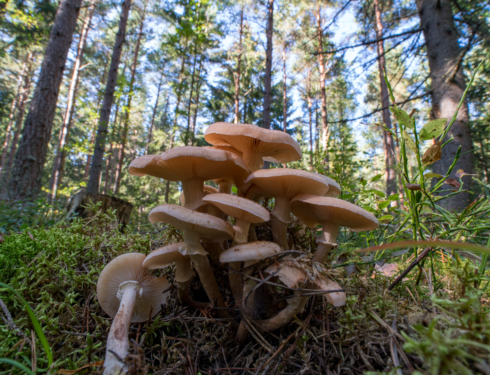 VANLIG HONUNGSSKIVLING – Armillaria borealis.
