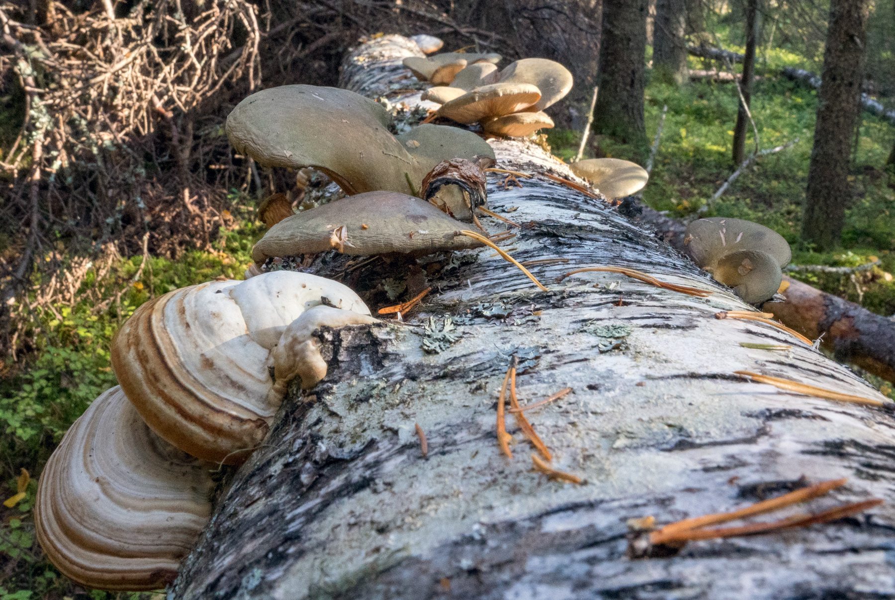 FNÖSKTICKA + GRÖNMUSSLING