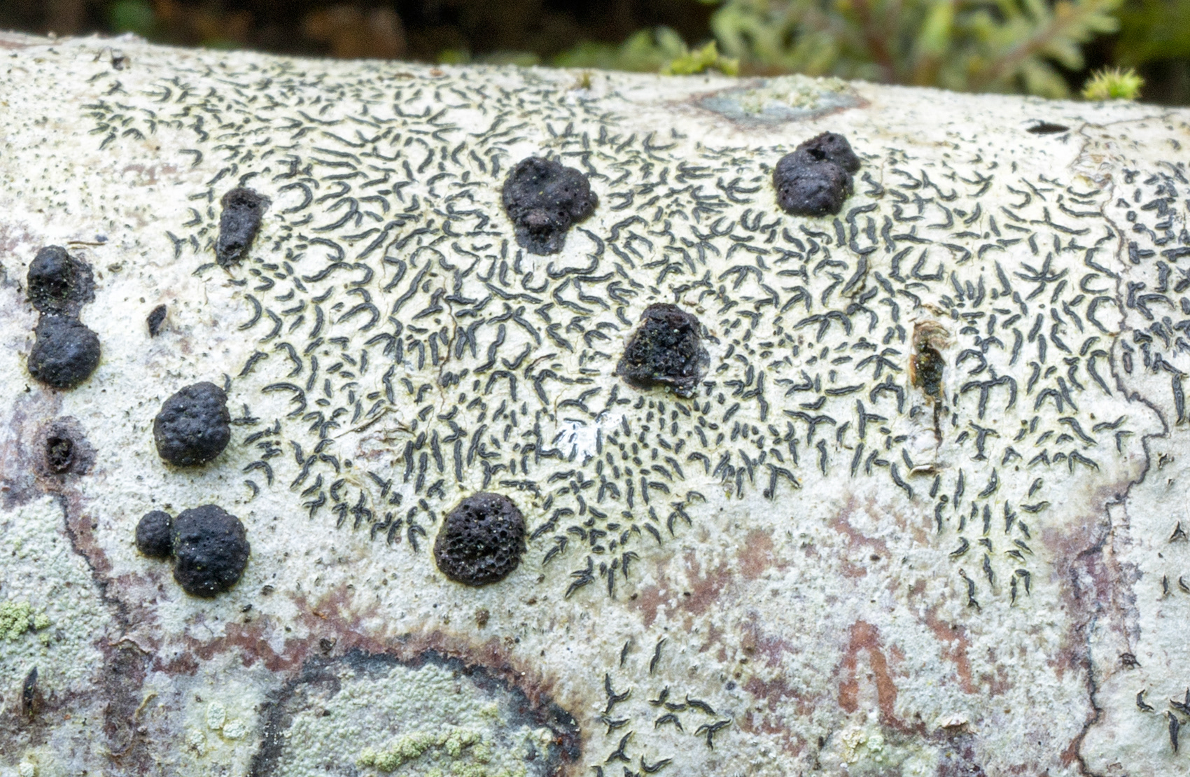 BJÖRKDYNA - Jackrogersella multiformis.