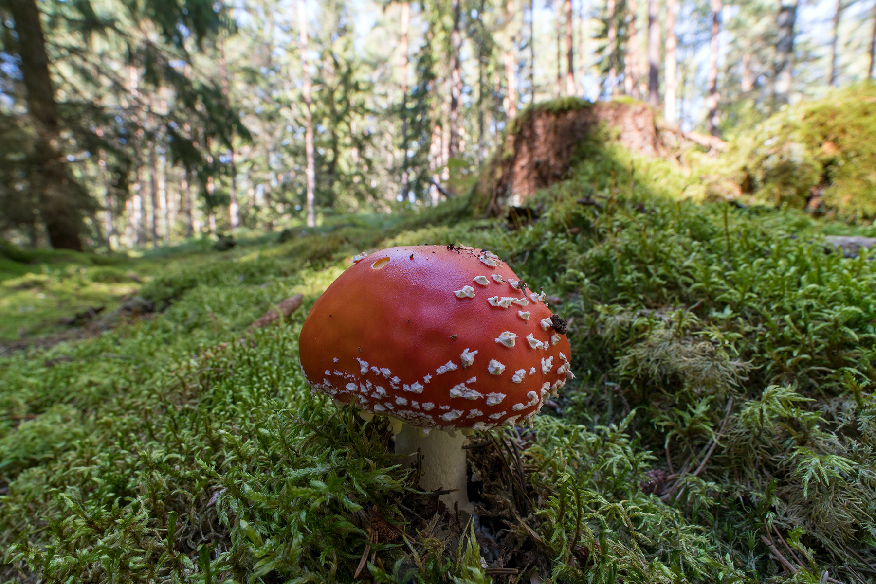RÖD FLUGSVAMP - Amanita muscaria.